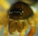 Emertongone montifer - photo 5