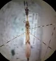 Emesa annulatus - photo 2