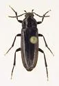 Emmesa labiata