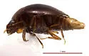 Empelus brunnipennis - photo 3