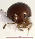 Empelus brunnipennis - photo 4