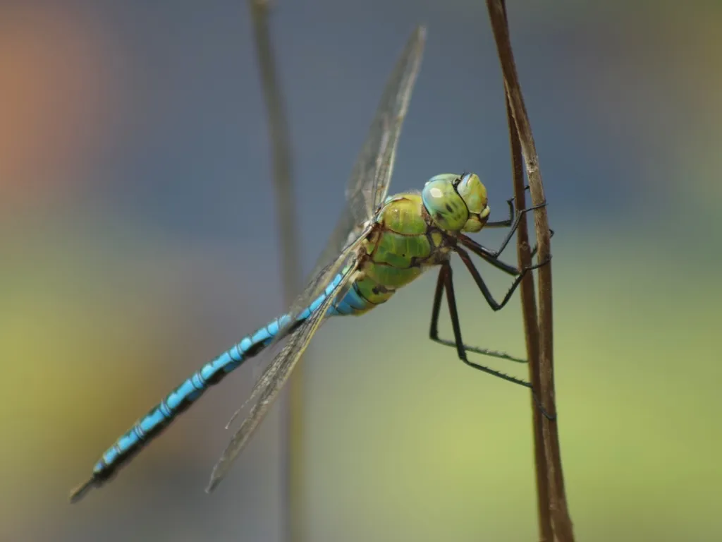 Emperor Dragonfly - photo 2