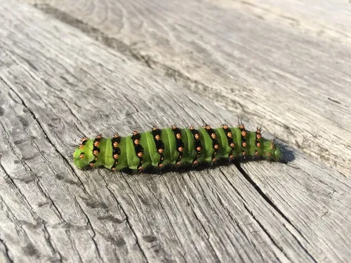 Emperor Moth - photo 8
