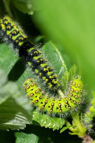 Emperor Moth - photo 3