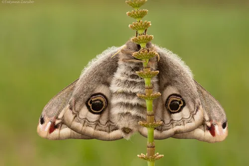 Emperor Moth - photo 4