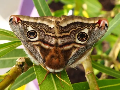 Emperor Moth - photo 5
