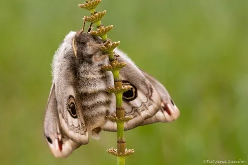 Emperor Moth - photo 6