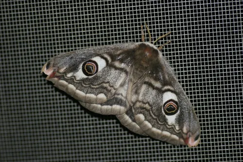 Emperor Moth - photo 7