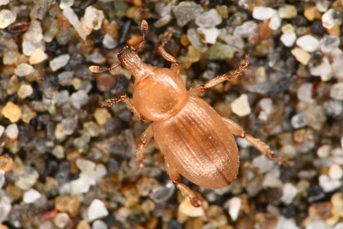 Emphyastes fucicola