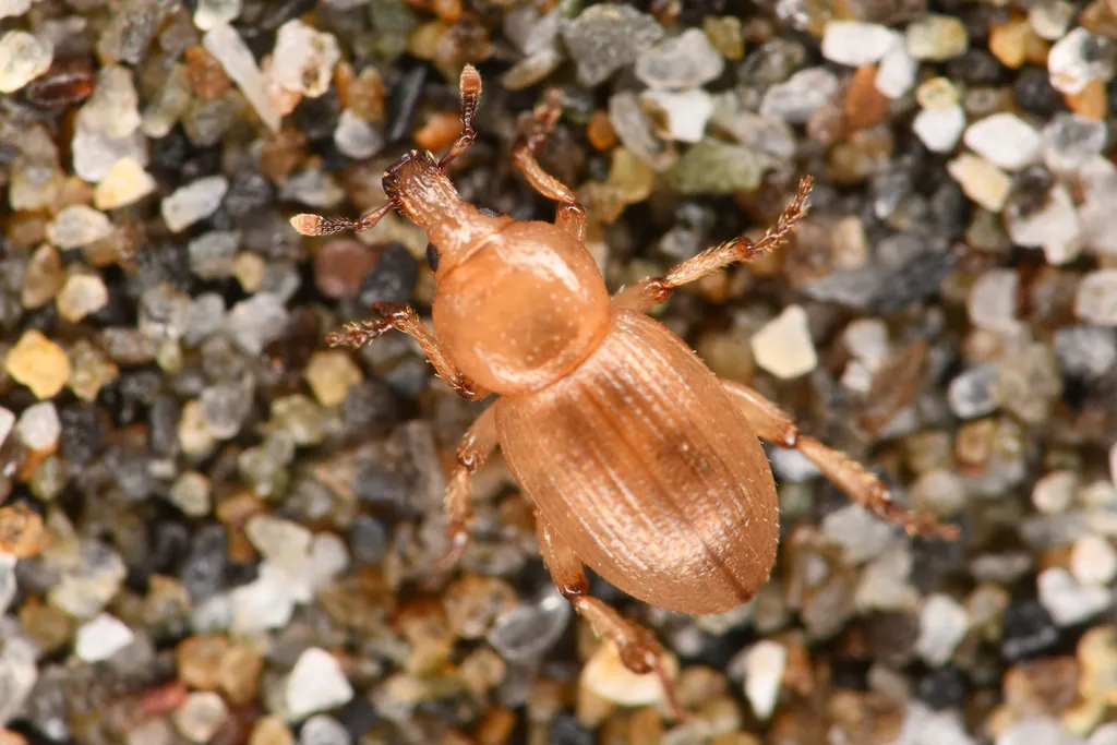 Emphyastes fucicola - photo 2