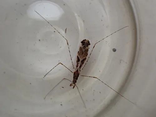 Empicoris culiciformis