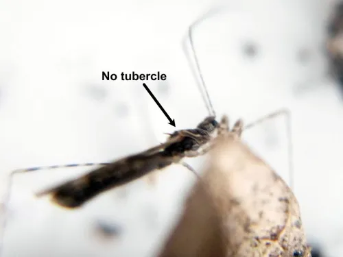 Empicoris culiciformis - photo 2