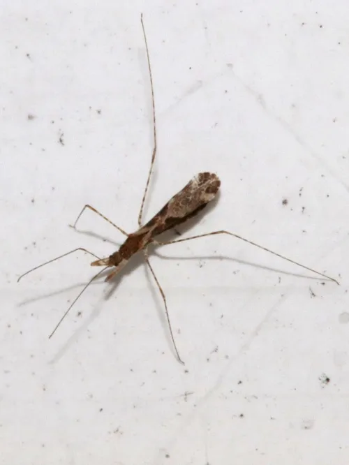 Empicoris culiciformis - photo 3