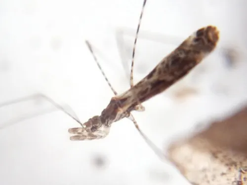 Empicoris culiciformis - photo 4