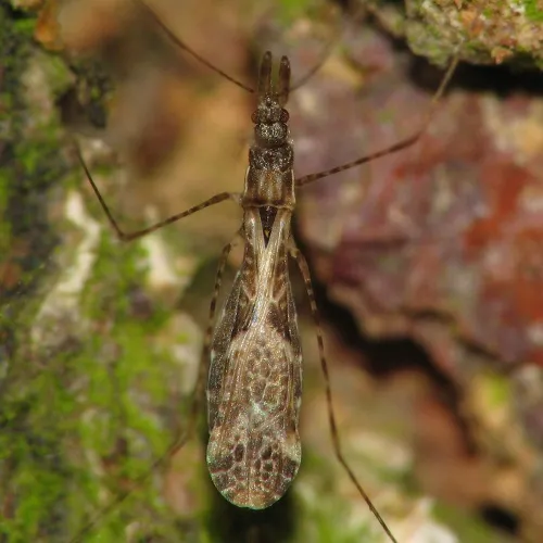 Empicoris culiciformis - photo 5