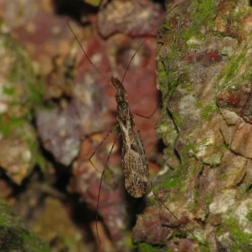 Empicoris culiciformis - photo 6