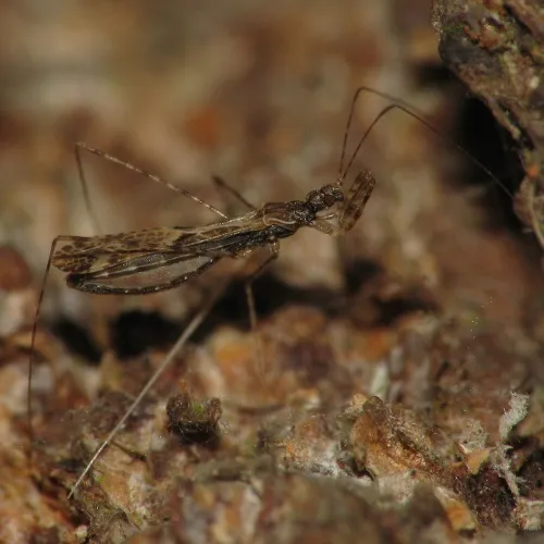 Empicoris culiciformis - photo 7