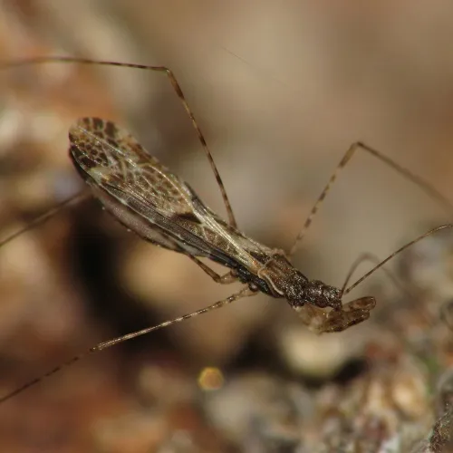 Empicoris culiciformis - photo 8