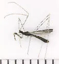 Empicoris errabundus