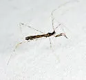 Empicoris errabundus - photo 2