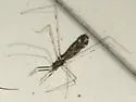 Empicoris errabundus - photo 3