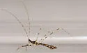Empicoris errabundus - photo 4