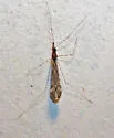 Empicoris orthoneuron
