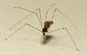 Empicoris orthoneuron - photo 2