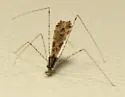 Empicoris orthoneuron - photo 3