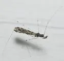 Empicoris orthoneuron - photo 4