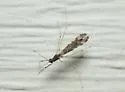 Empicoris orthoneuron - photo 5