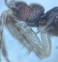 Empicoris parshleyi - photo 2