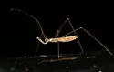 Empicoris pilosus