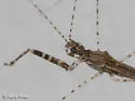 Empicoris rubromaculatus