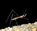 Empicoris rubromaculatus - photo 3