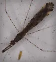 Empicoris rubromaculatus - photo 4