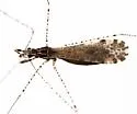 Empicoris subparallelus - Empicoris subparallelus