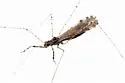 Empicoris subparallelus - photo 2