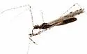 Empicoris subparallelus - photo 3