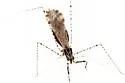 Empicoris subparallelus - photo 4