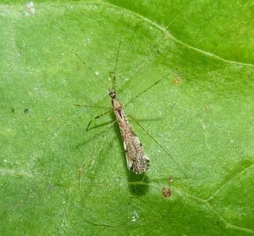Empicoris vagabundus - Empicoris vagabundus