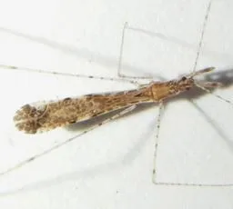 Empicoris vagabundus - photo 2
