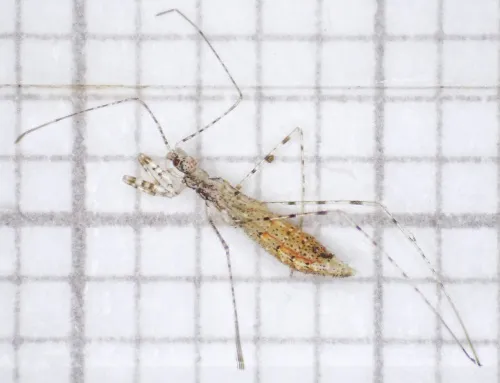 Empicoris vagabundus - photo 3