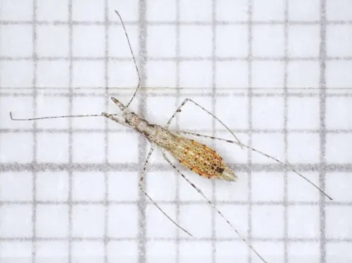 Empicoris vagabundus - photo 4