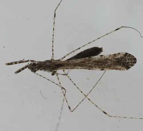 Empicoris vagabundus - photo 5
