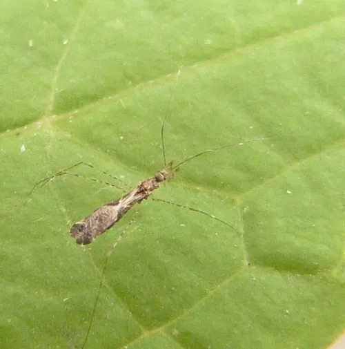 Empicoris vagabundus - photo 6