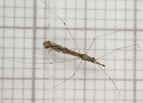 Empicoris vagabundus - photo 7