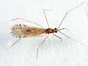 Empicoris winnemana - photo 2