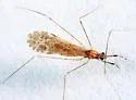 Empicoris winnemana - photo 4