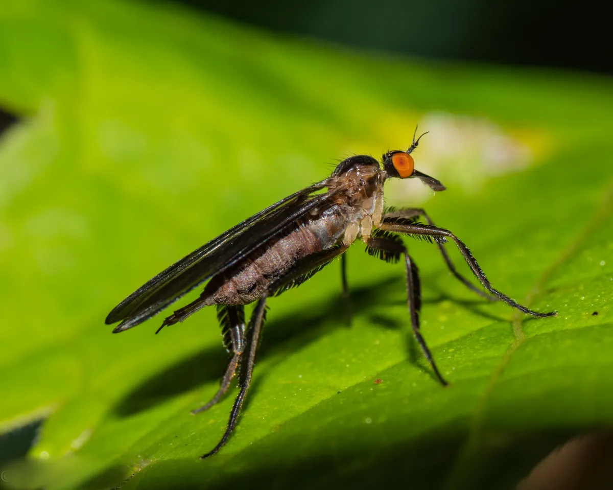 Dance Flies - photo 2
